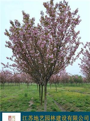 基地直销樱花 樱花照片 江苏樱花产地 江苏樱花价格