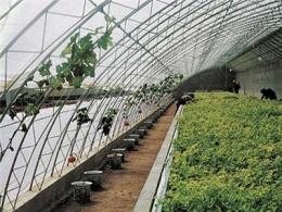 智能连栋温室内杨梅的种植技术特点