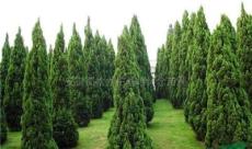 安徽选择滁州来安龙柏供应批发苗圃，收获优质苗木信息
