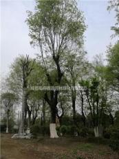米径60-100大规格朴树