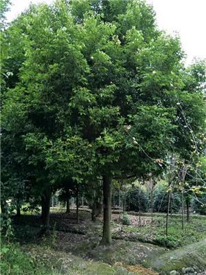 成都天竺桂种植基地四川天竺桂价格天竺桂大量批发出售