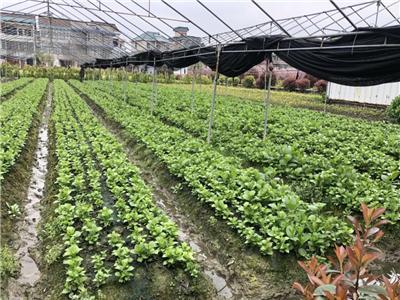 杭州萧山八仙花紫花毛球