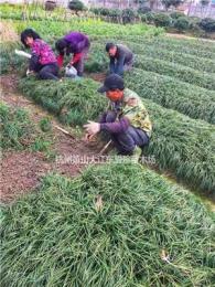 蕭山本地麥冬草基地起苗工作狀態