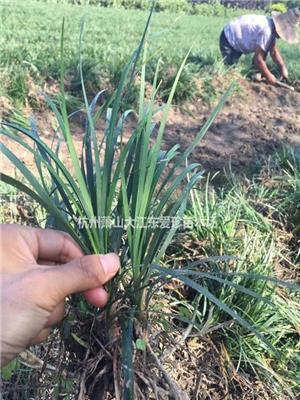 萧山花木城麦冬草基地直发