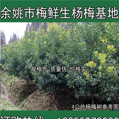 浙江余姚 荸荠种 杨梅 杨梅树 新报价