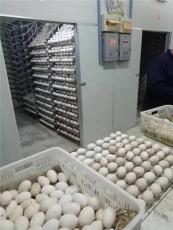 河北保定品种鹅苗量大优惠批发鹅种蛋负责回