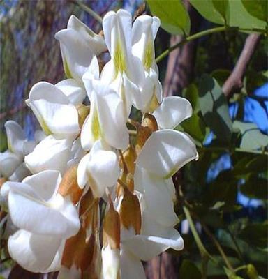 慈佑堂（花公花婆）槐花