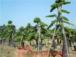 安徽造型榔榆  造型榆树