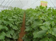 园艺大棚-芳诚蔬菜大棚-广州专业蔬菜温室大棚