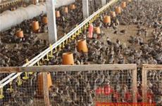 自动化养鸡设备-鸡场供水系统-肉鸡水线