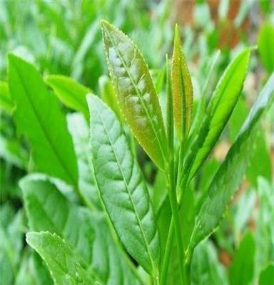 2015茉莉茶王（花香浓郁、满室飘香）批发市场直供 茶叶 花茶