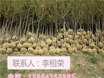 山东樱花 当年樱花苗 3-20公分的樱花苗