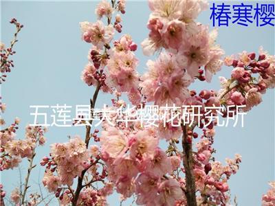 椿寒樱---香樱 新品种花色芳香无比