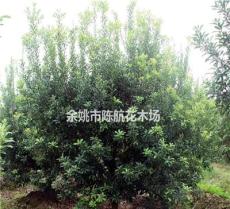 供应地径2-12公分杨梅树 冠幅2.5米至4米工程苗