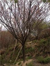 浙江櫻花2介紹