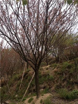 浙江樱花2介绍