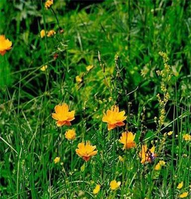 慈佑堂（花公花婆）金莲花