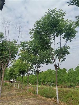 安徽供应苗圃栾树