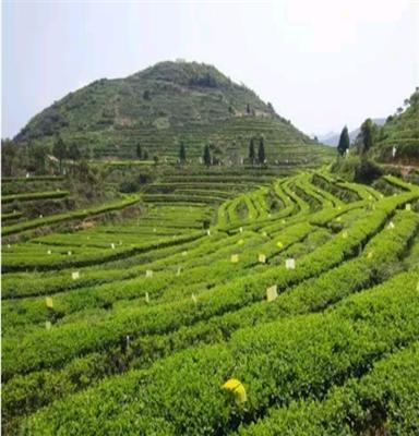 销售中草药种植基地中药材销销批发