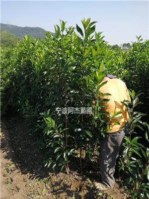 优质特价宁波阿杰苗圃法国冬青产地直销