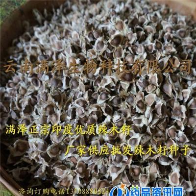 云南满泽元江辣木籽基地辣木籽种子种植技术 精选辣木籽介绍