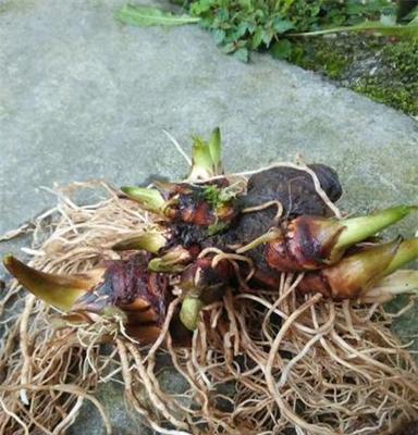 重庆中瑞鹏翔多芽重楼的种植技术