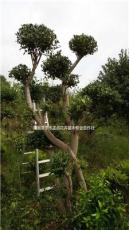 湖南造型无刺构骨，湖南枸骨树，罗汉松，金丝楠木