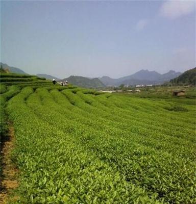 厦门茶叶批发供应商提供金骏眉红茶武夷山岩茶正山小种红茶