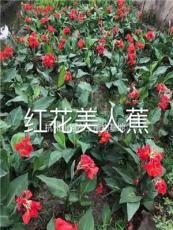 红花美人蕉/杭州地区大量种植红花美人蕉/美人蕉行情