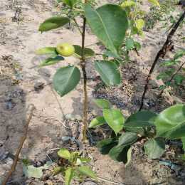 新品种梨树苗 早红考密斯梨树苗几月份成熟
