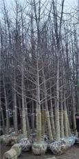银杏5-12公分造林树大量处理