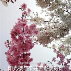 新樱花品种，阳光樱习性和山东绿友园艺场精品染井吉野高杆樱花