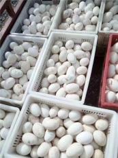 河北保定專業從事批發鵝種蛋廠家
