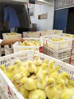 石家庄专业生产批发鹅种蛋价格
