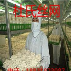 杜氏丝网专业生产蘑菇网片