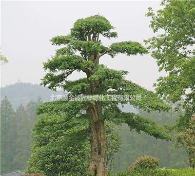 对节白腊、北京苗圃