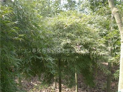 羽毛枫 红枫 赤枫 樱花 规划