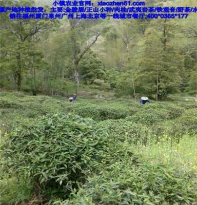 茶叶批发福州正山小种红茶批发