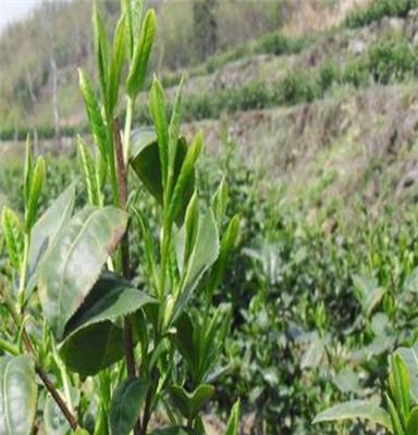 福州红茶种植基地正山小种武夷山岩茶金骏眉等批发