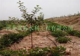 重庆垫江县柚子树节水滴灌技术