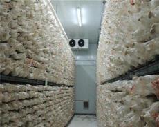 上海金针菇养殖房用加湿器厂家直销-上海市最新供应