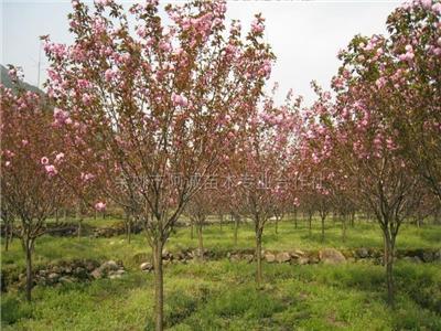 红枫、樱花、桂花、红白黄玉兰、垂丝海棠、鸡爪槭