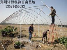 單體朔料拱棚建造 鄭州朔料大棚建設(shè)價(jià)格