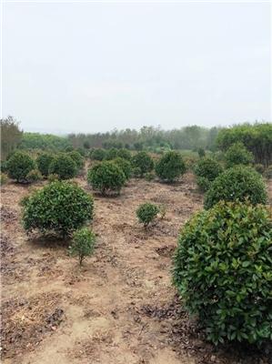 常年供应安徽栾树，红叶李，紫薇，香樟，金桂，大叶女贞，海桐球