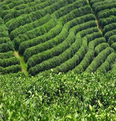 宏鸿农产品茶叶供应