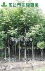 江苏地区供应 胸径栾树，胸径3公分以上 栾树