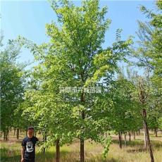 辽宁椴树10-16公分，杆直，5年冠，自家苗圃货源
