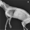 动物用的便携式DR也可以宠物用数字化图像高