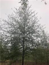 柳叶栎12~20公分