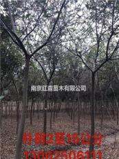江苏南京地区供应2-15公分朴树